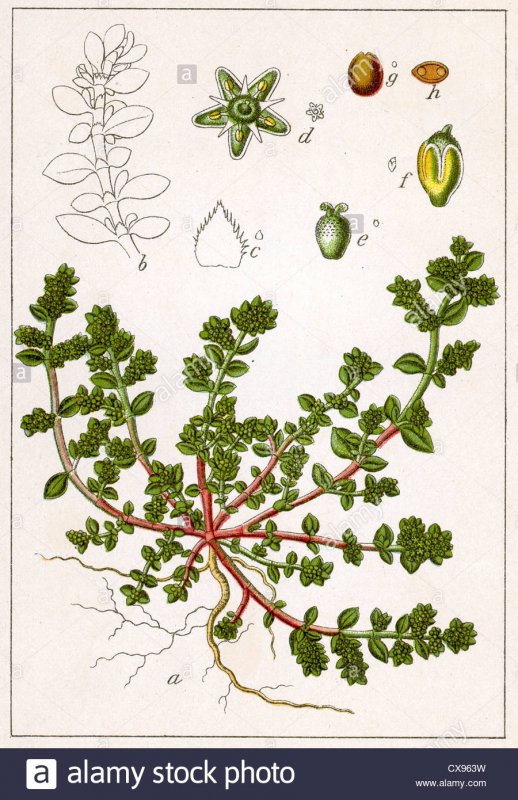 Loiseleuria procumbens