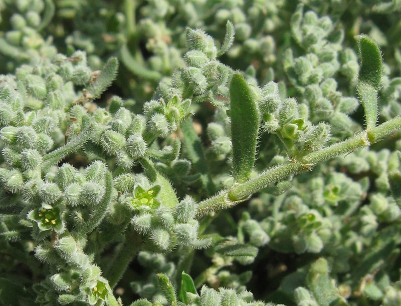 Herniaria incana