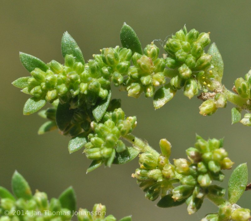 Herniaria hirsuta