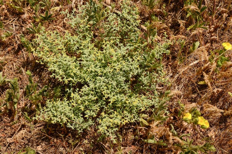 Грыжник гладкий (Herniaria glabra)