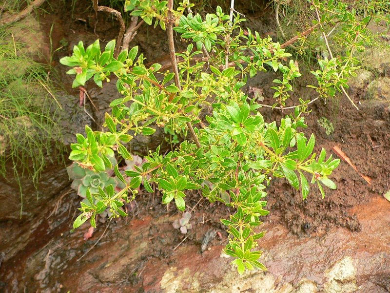 Марена красильная капли