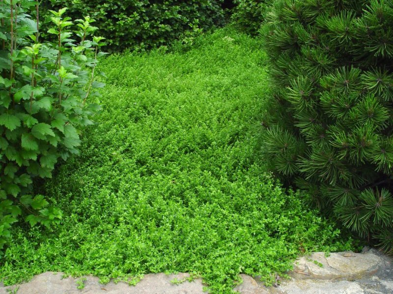 Herniaria incana