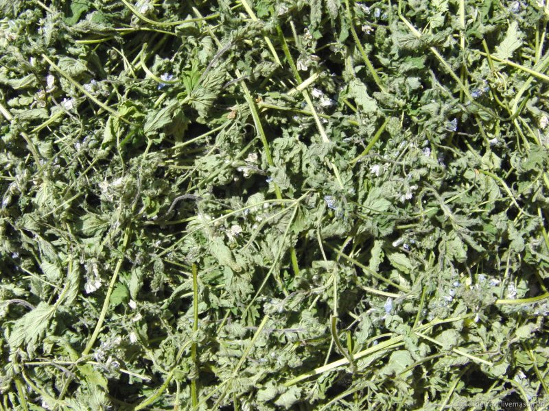 Herniaria hirsuta