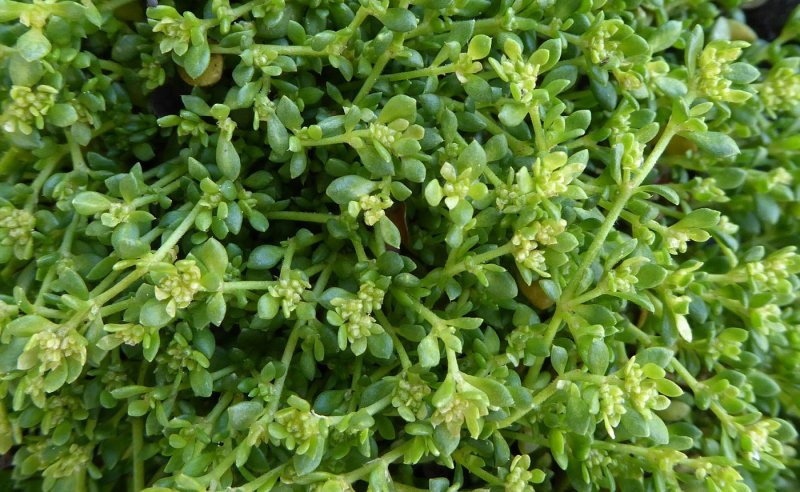 Грыжник гладкий (Herniaria glabra) р9