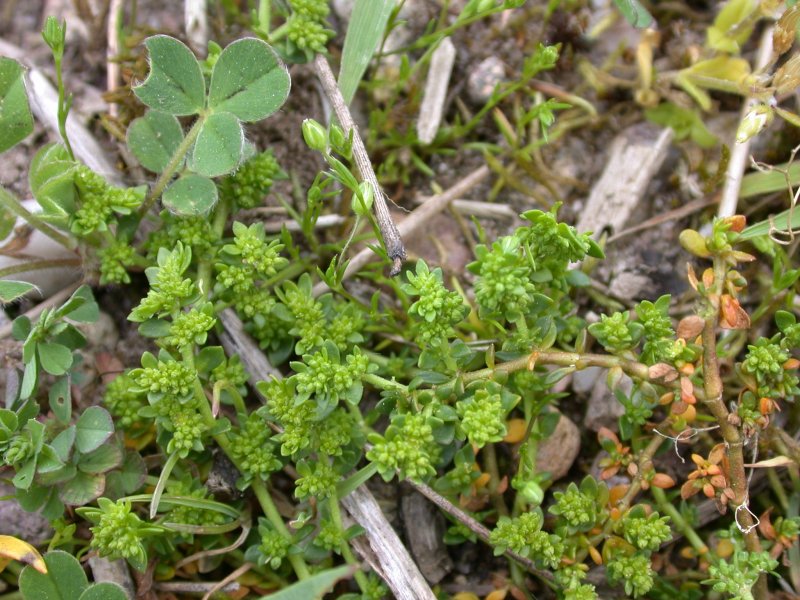 Грыжник гладкий (Herniaria glabra)
