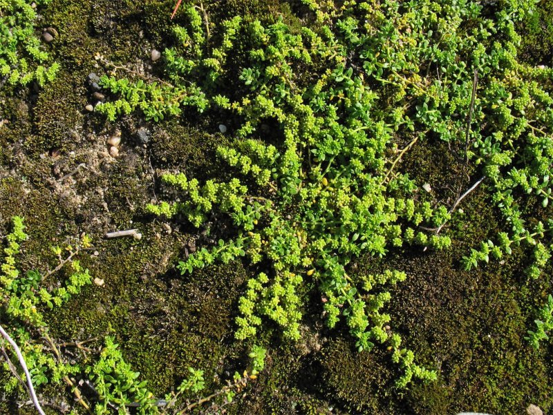 Грыжник гладкий (Herniaria glabra)