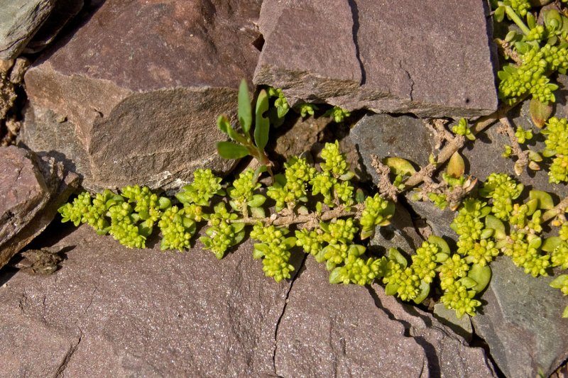 Грыжник (Herniaria)