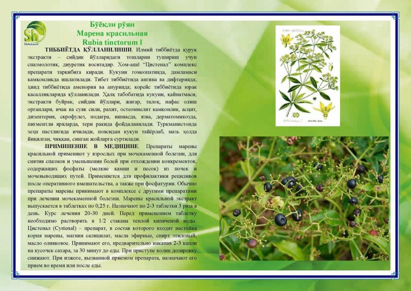 Alkanna tinctoria root