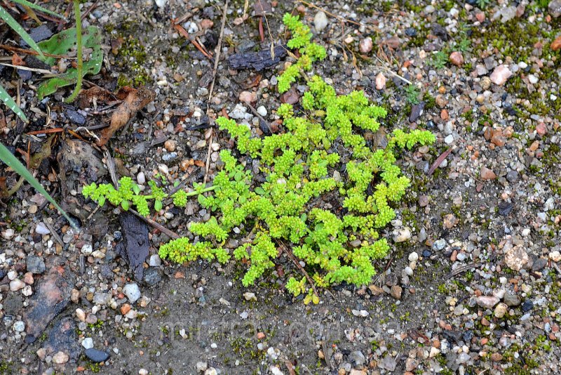 Herniaria incana
