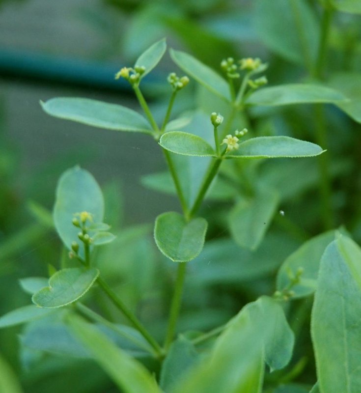 Марены красильной (rubia tinctorum)