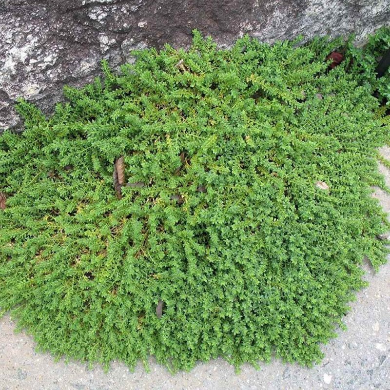 Грыжник гладкий Herniaria glabra (Rupturewort, Green Carpet)