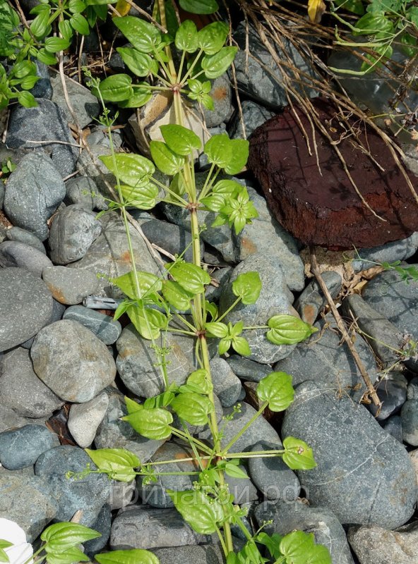 Asperula tinctoria