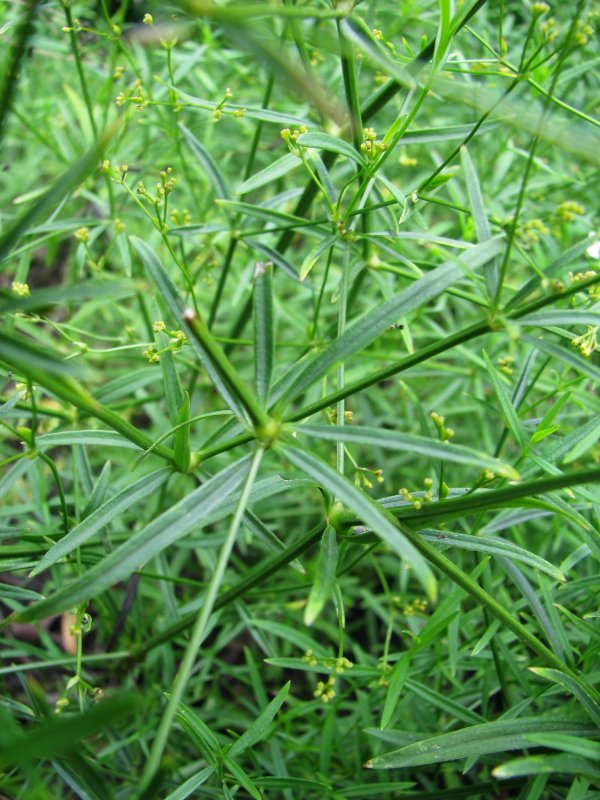 Таволга Spiraea Ulmaria