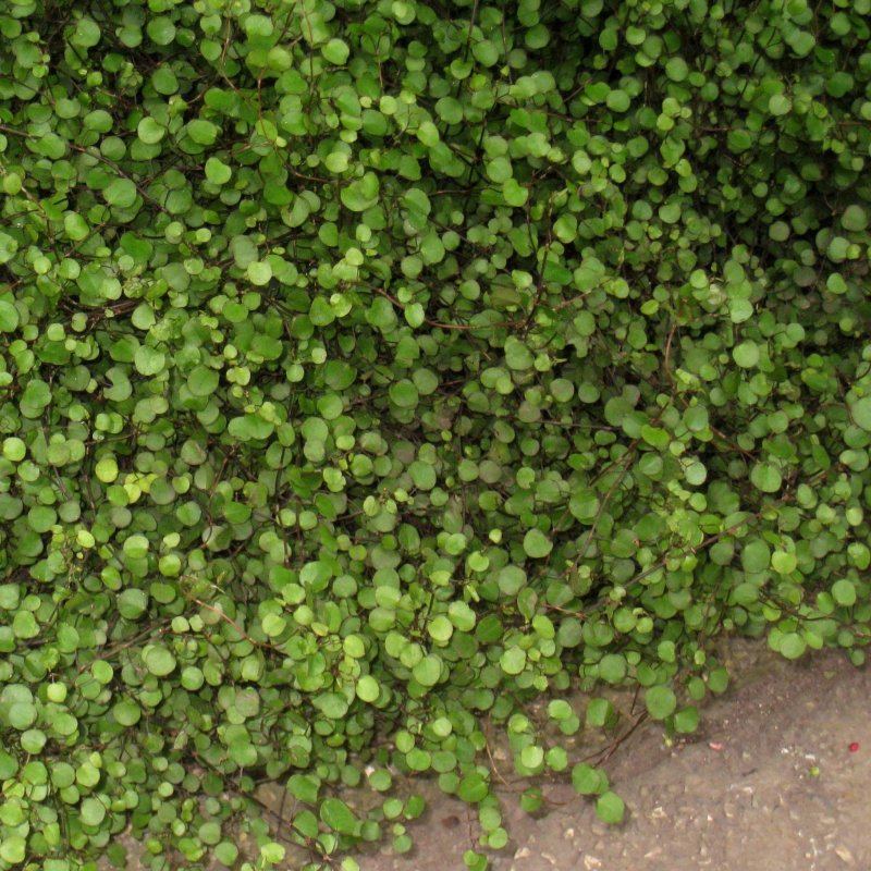 Грыжник гладкий (Herniaria glabra) Green Creeper