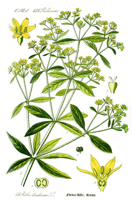 Марена красильная
