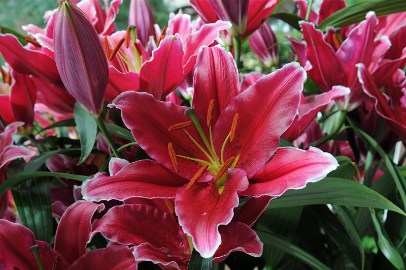 Lilium (Лилия) Lake Carey
