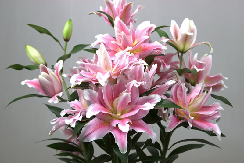 Roselily Сара Лилия