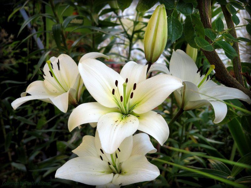 Lilium (Лилия) Avocado