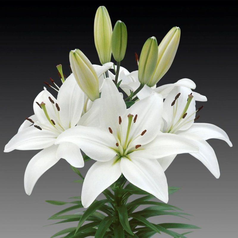 Лилия Lilium Asiatic White