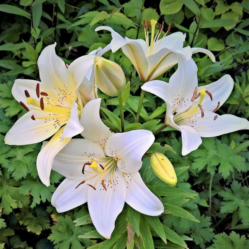 Лилия Королевская (Lilium Regale)