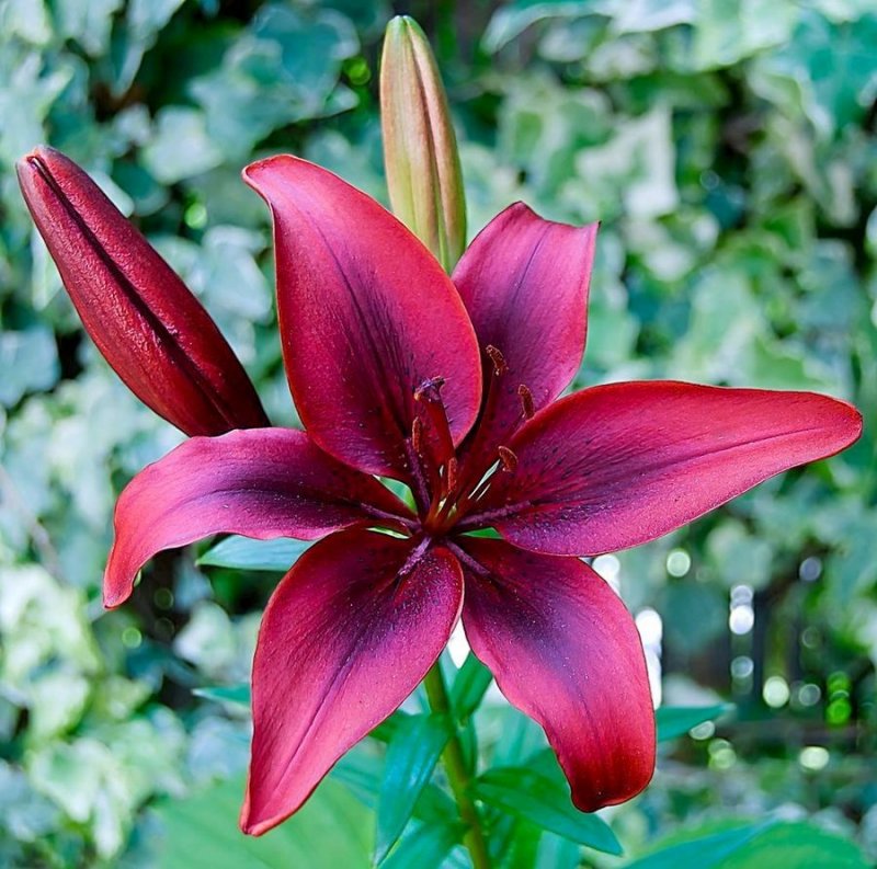 Лилия Lilium Luzia