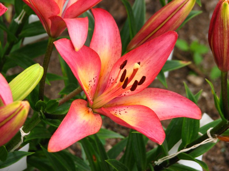 Лилия древесная (Lilium arboricola)