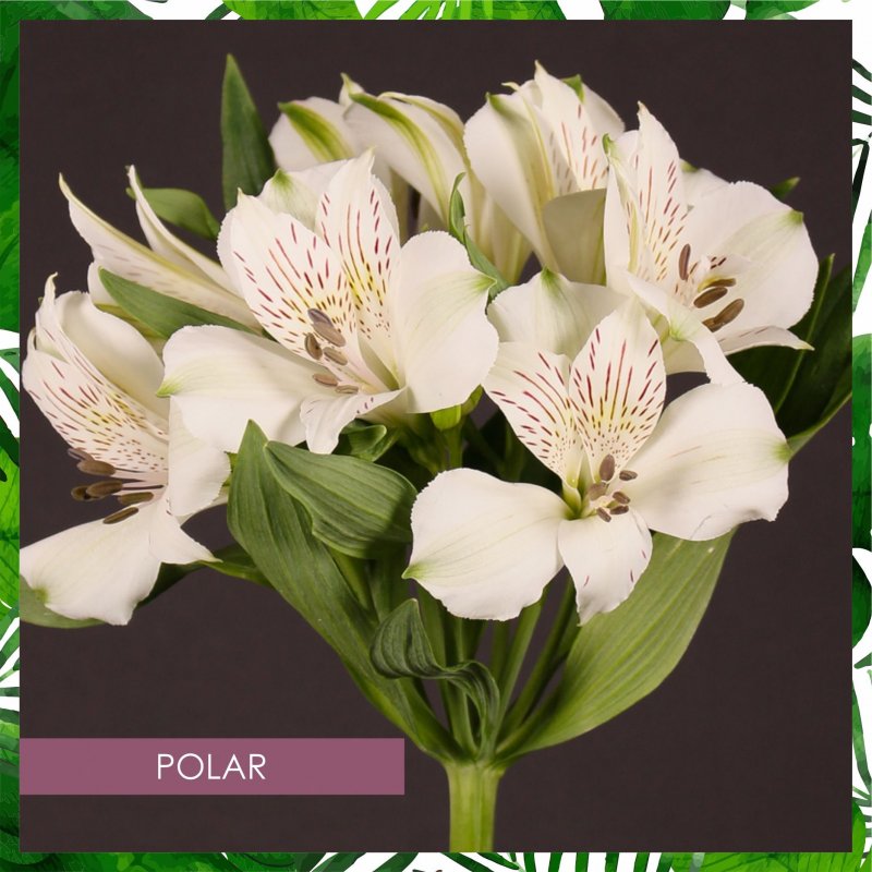 Альстромерия золотистая(Alstroemeria Aurea)