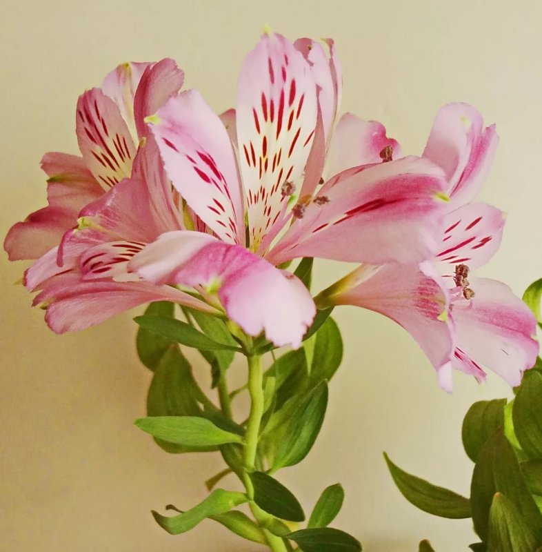 Цветы Alstroemeria