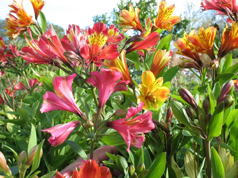 Альстромерия (Alstroemeria)