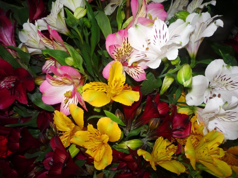 Pink Alstroemeria