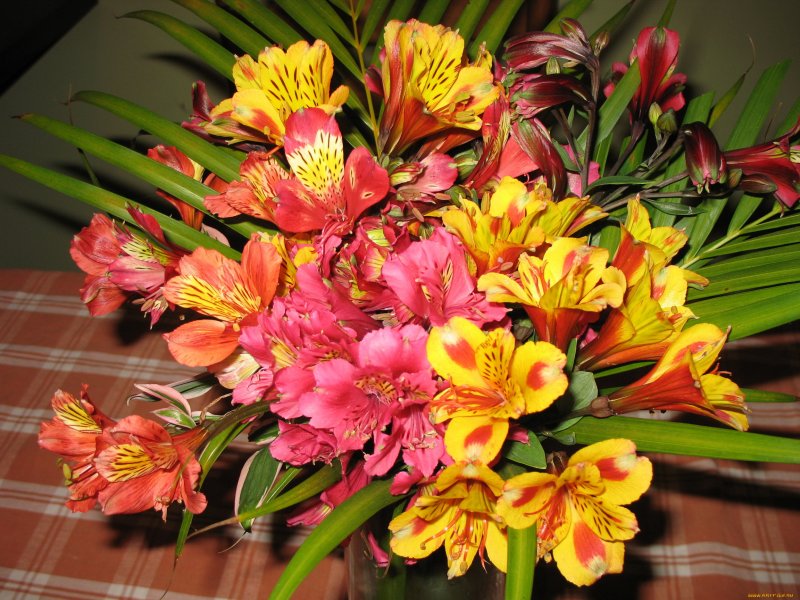 Альстромерия (Alstroemeria)