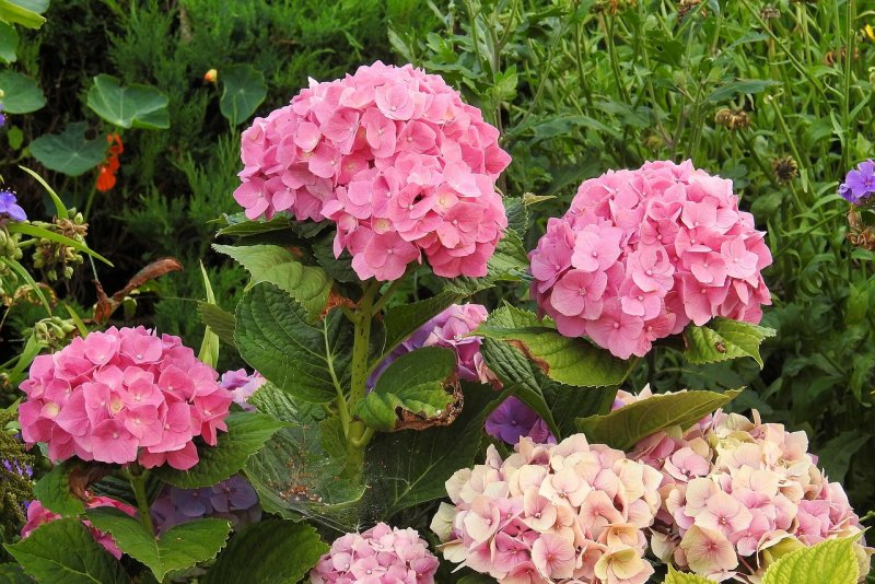 Гортензия крупнолистная Rosita (Розита)