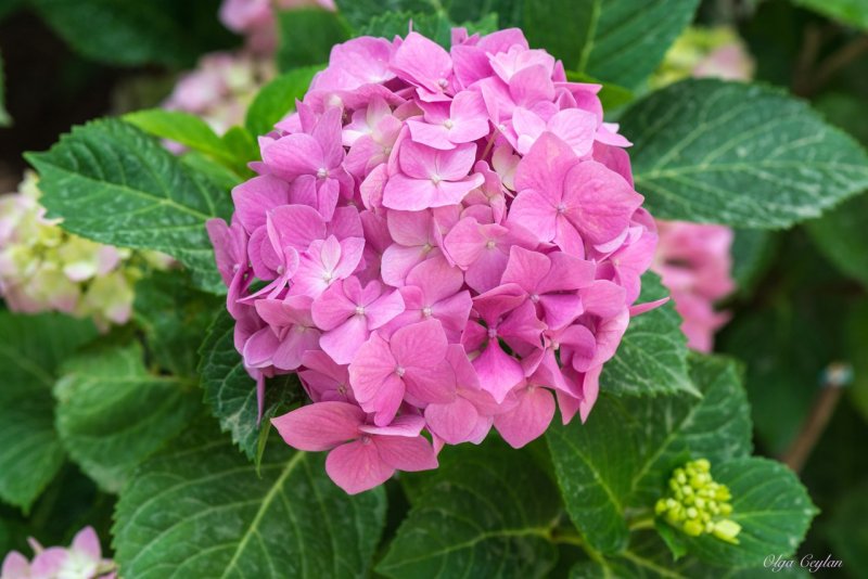 Гортензия крупнолистная (Hydrangea macrophylla Alpengluhen p12)