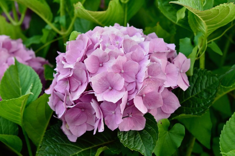 Гортензия крупнолистная Rosita (Розита)