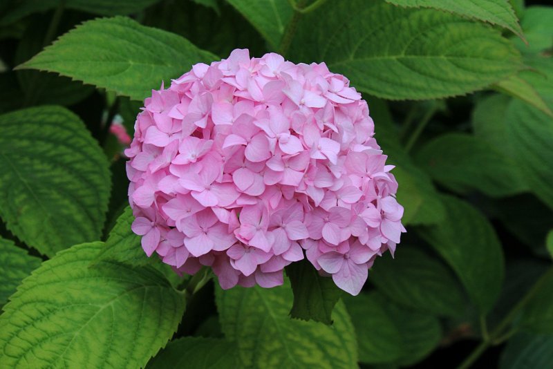Гортензия крупнолистная Hydrangea macrophylla