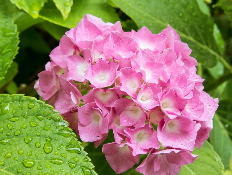 Гортензия Adula Pink