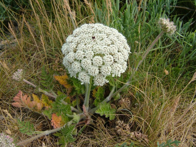 Морковь Дикая (Daucus carota)