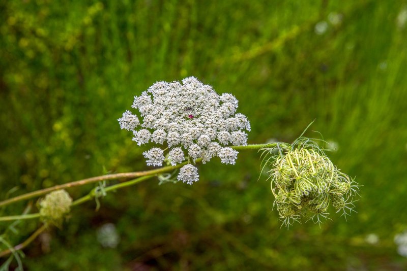Морковь Дикая (Daucus carota)
