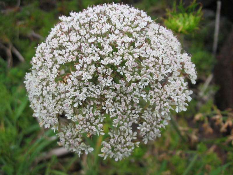 Морковь Дикая (Daucus carota)