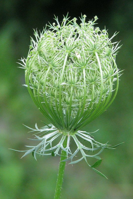 Морковь Дикая (Daucus carota)