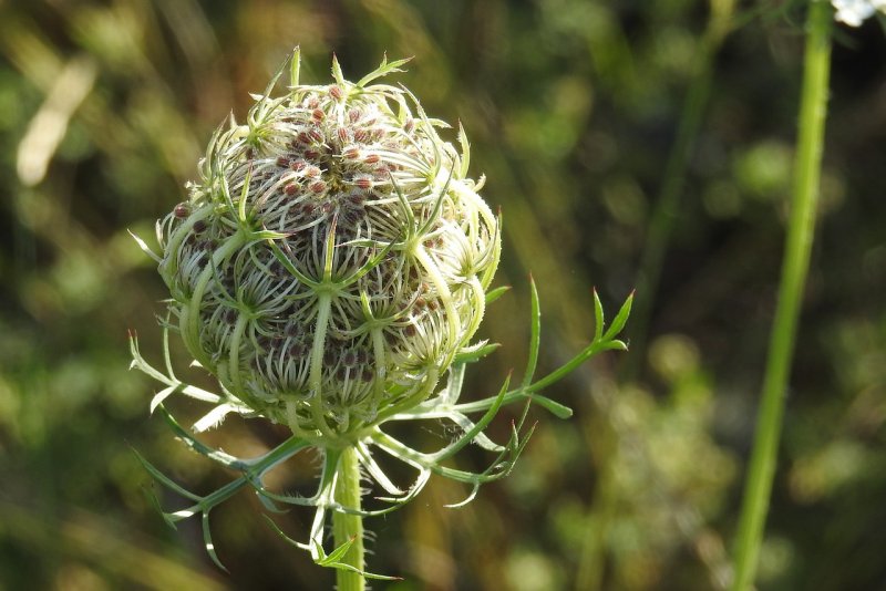 Морковь Дикая (Daucus carota)