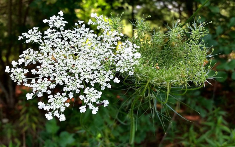 Морковь Дикая (Daucus carota)
