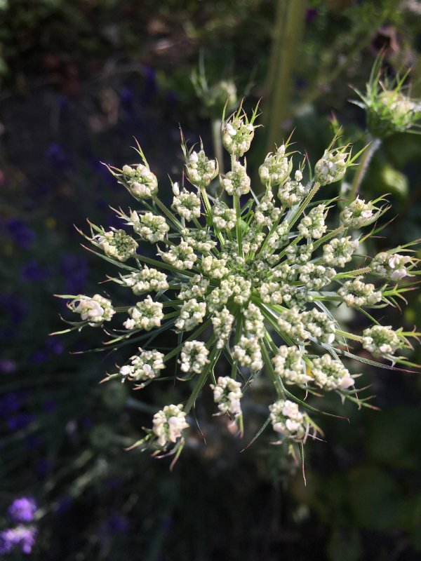 Морковь Дикая - Daucus carota l.