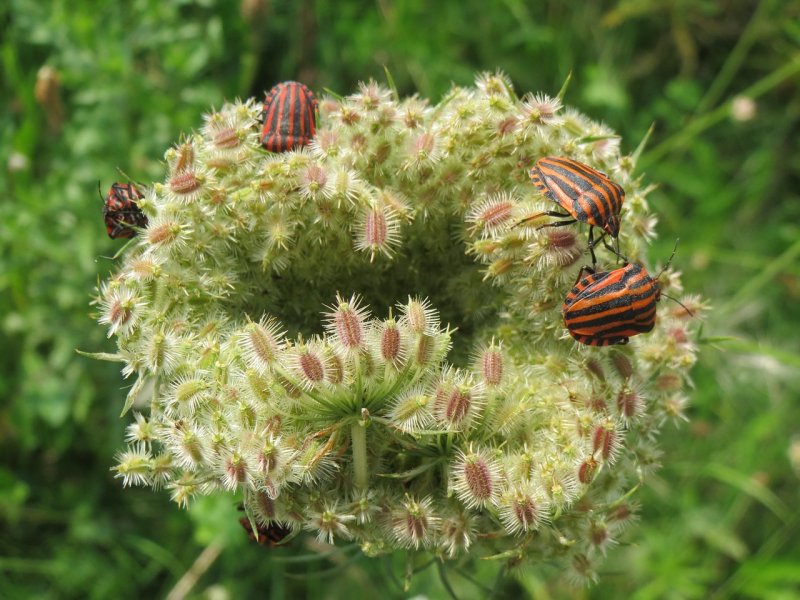 Трава (Daucus carota)