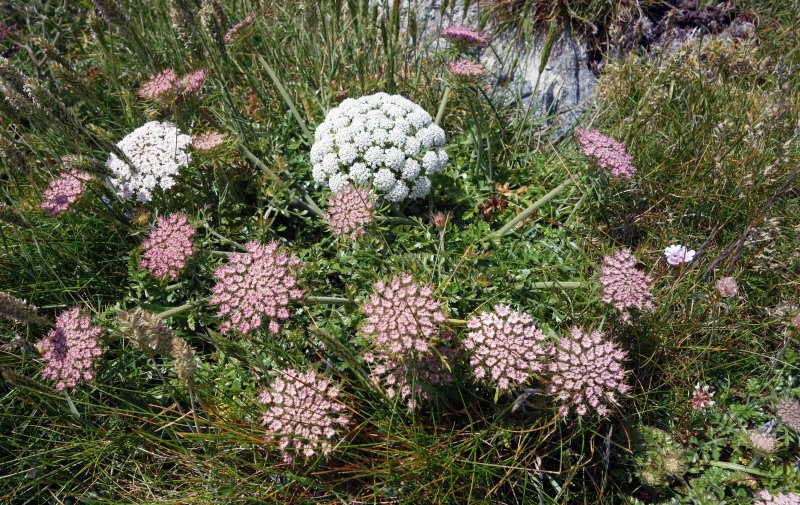 Дикая морковь (лат. Daucus carota l.).
