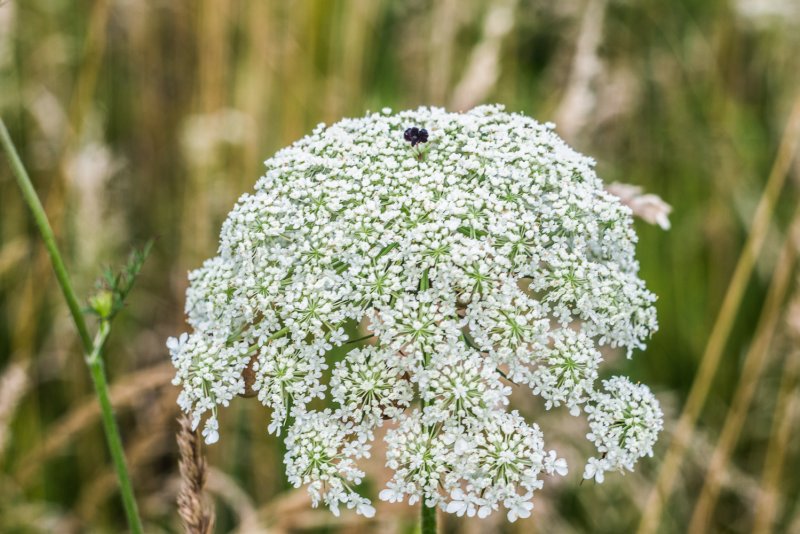 Морковь Дикая - Daucus carota l.