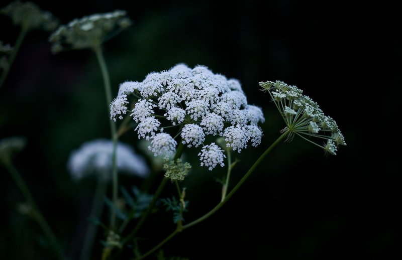 Daucus carota цветок