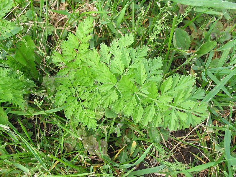 Daucus carota Maximus
