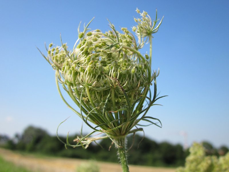 Морковь Дикая (Daucus carota)