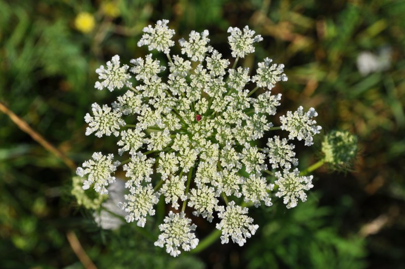 Морковь Дикая - Daucus carota l.